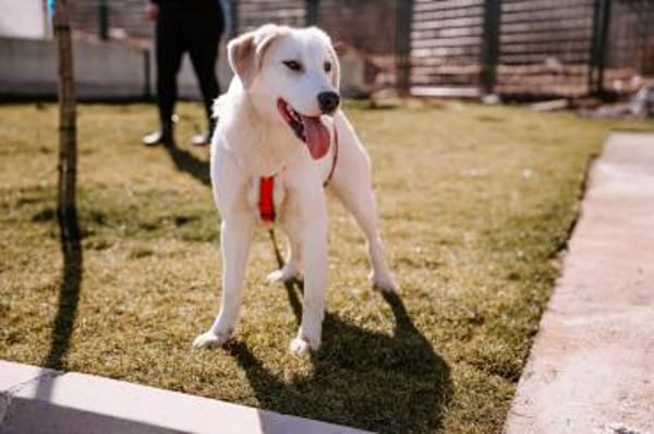 Die fröhliche Mali sucht ihr Zuhause