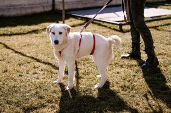 Die fröhliche Mali sucht ihr Zuhause