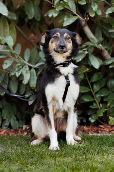 Veerle - Hundemama sucht Dich - 45 cm