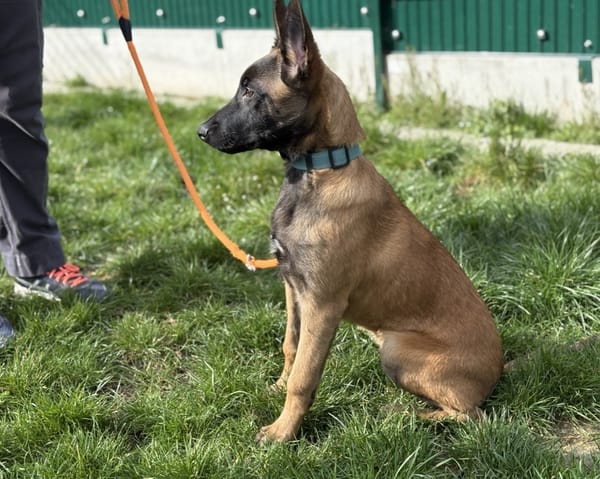 ATHENA DU PARADIS DES EDELWEISS