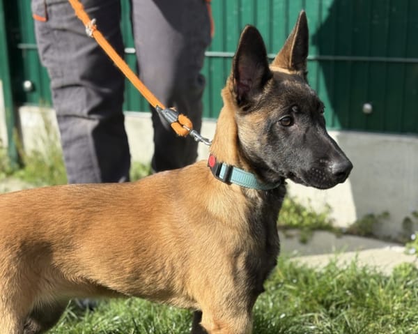 ATHENA DU PARADIS DES EDELWEISS