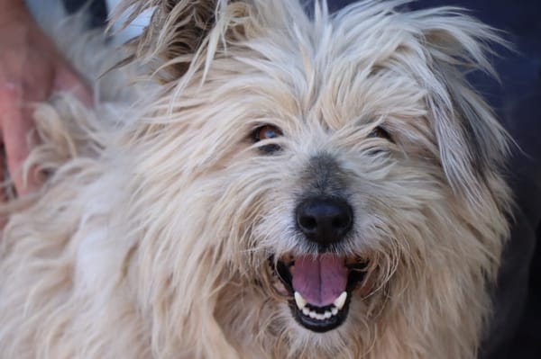 Groseille (réservée)