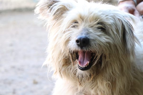 Groseille (réservée)