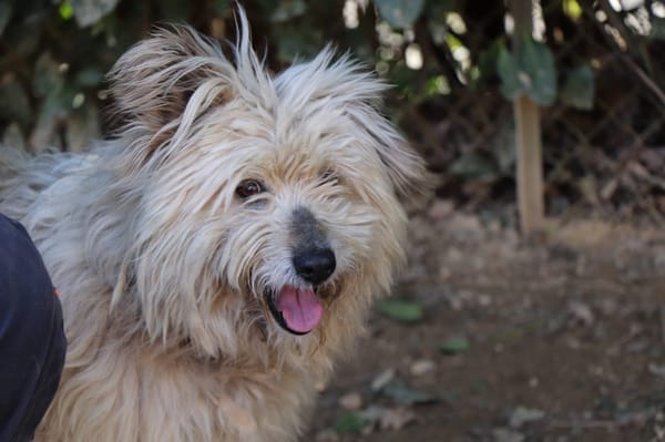 Groseille (réservée)