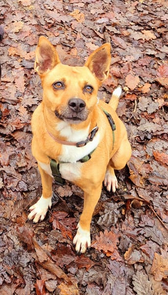 la belle et tendre LUCY