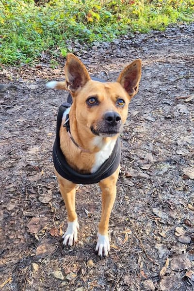 la belle et tendre LUCY