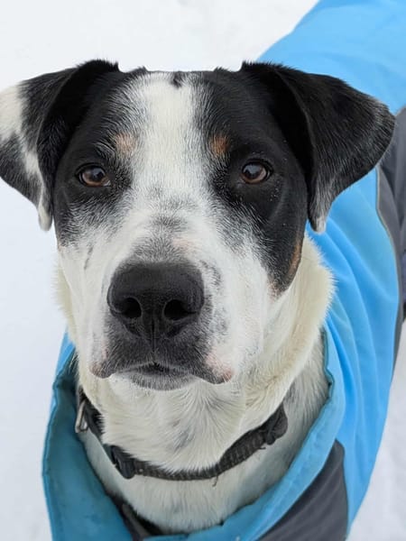 Vador l'adorable petit guerrier tripatte