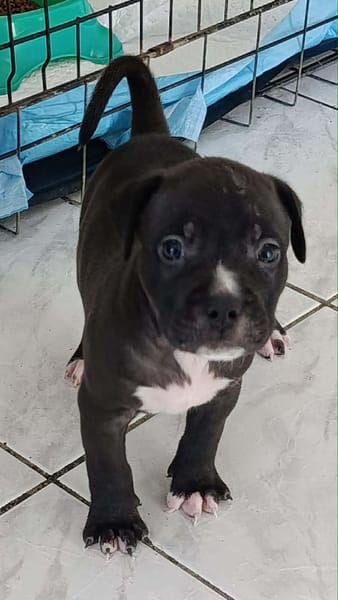 Snoopy l'heureux petit cane corso