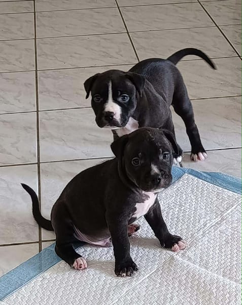 Snoopy l'heureux petit cane corso