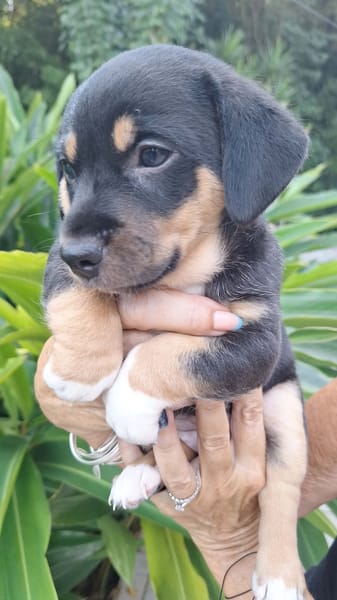 KATE PETIT COEUR TENDRE