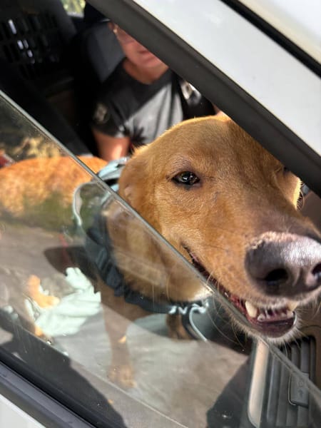 Zéri, femelle berger créole, née le 01/01/2024