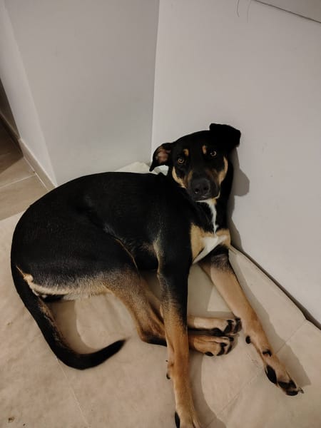 Shaya, femelle, X Berger, née le 05/01/2024 🐶