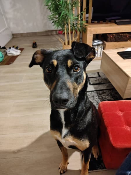 Shaya, femelle, X Berger, née le 05/01/2024 🐶