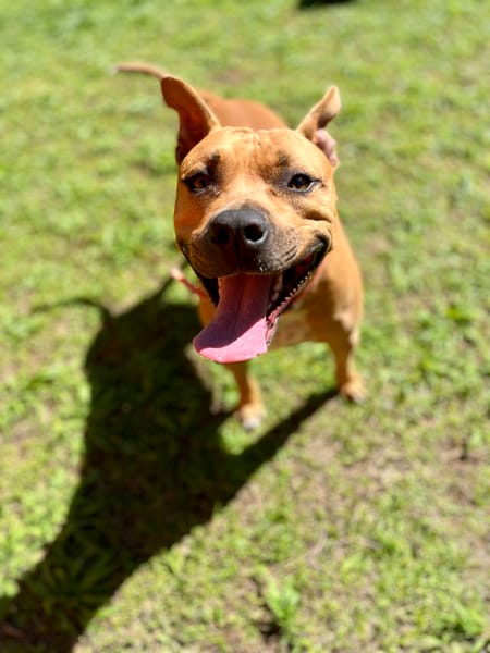 Omy, mâle croisé berger, né le 31/01/2024🐶