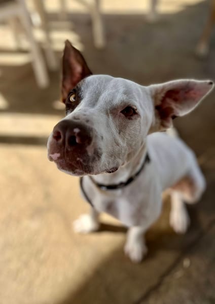 Neo, mâle croisé berger, né le 01/01/2025 🐶