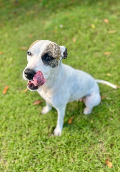 Hanae, femelle croisée berger née le 03/11/2023 🐶