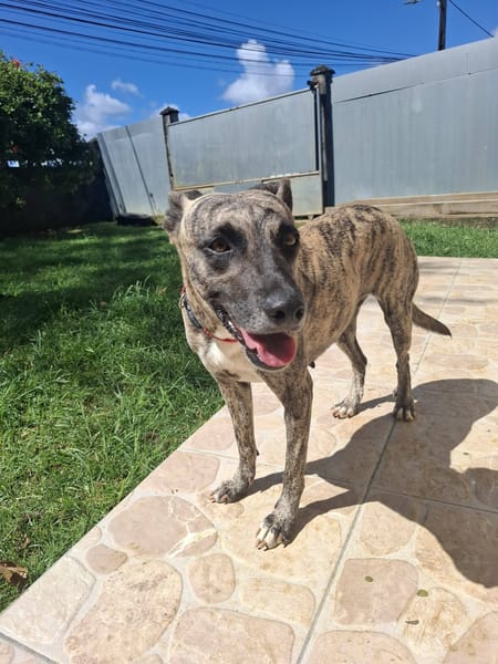 Donna, femelle, croisée berger, née le 10/09/2023