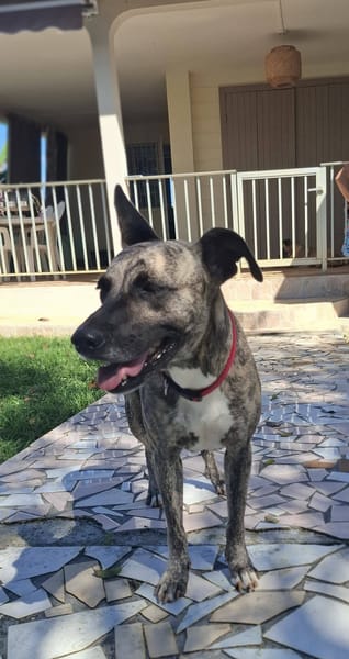 Donna, femelle, croisée berger, née le 10/09/2023