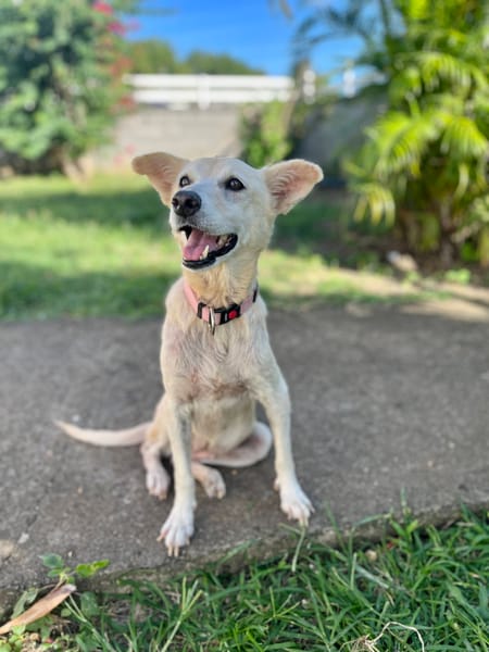 Belcha, femelle X créole née le 01/03/2013