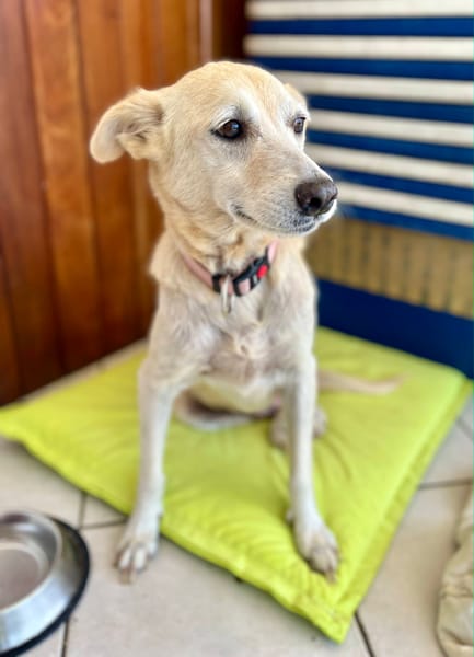 Belcha, femelle X créole née le 01/03/2013