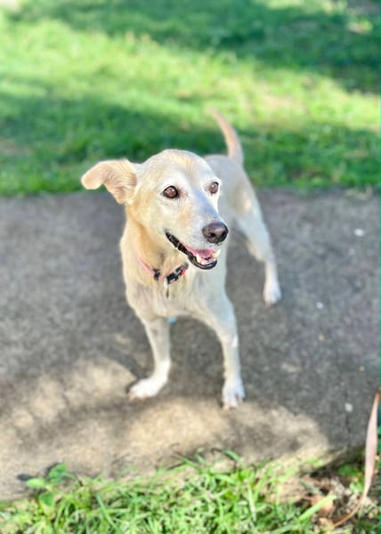 Belcha, femelle X créole née le 01/03/2013