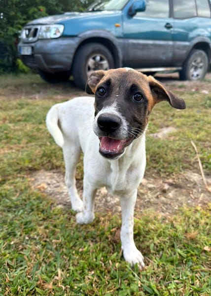 Sienna, femelle X berger, née le 27/10/2025 🤍