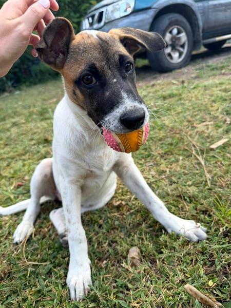 Sienna, femelle X berger, née le 27/10/2025 🤍