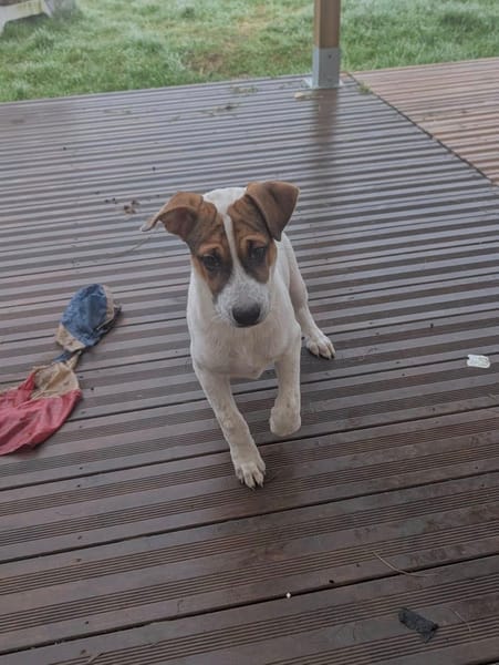 Roach, mâle X berger, né le 01/11/2025 🤍