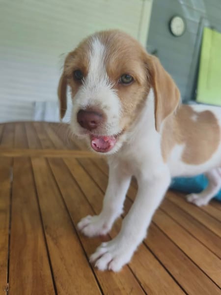 Owen, mâle croisé berger créole, né le 28/11/2025 🤍