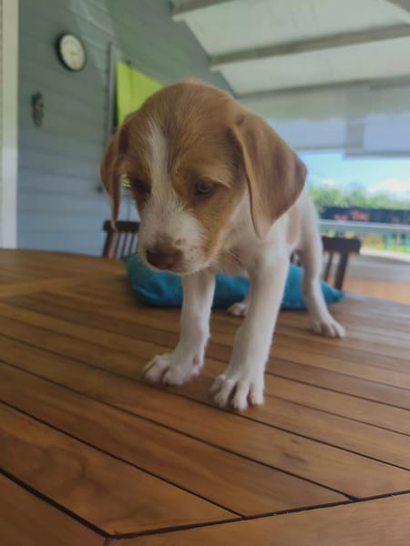Owen, mâle croisé berger créole, né le 28/11/2025 🤍