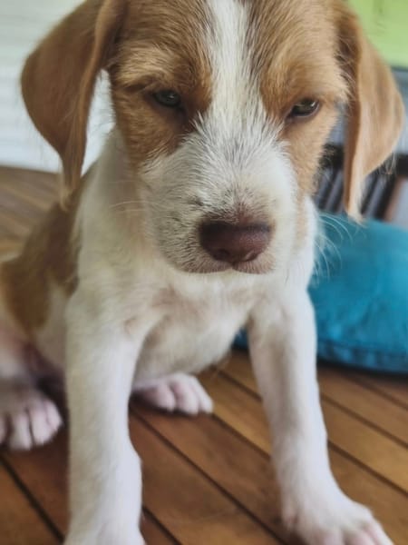 Owen, mâle croisé berger créole, né le 28/11/2025 🤍