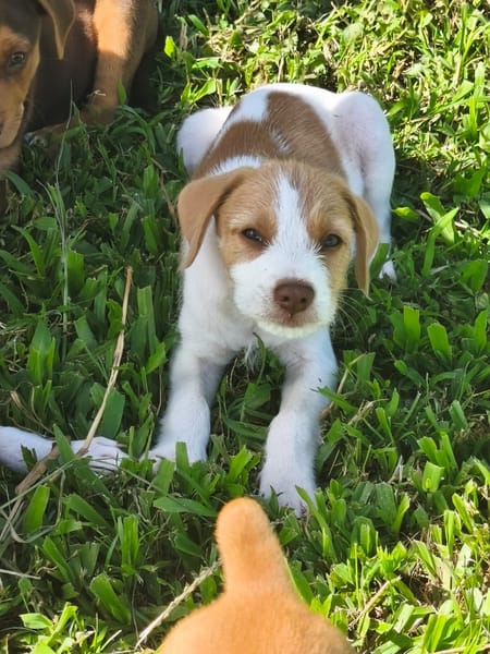 Owen, mâle croisé berger créole, né le 28/11/2025 🤍