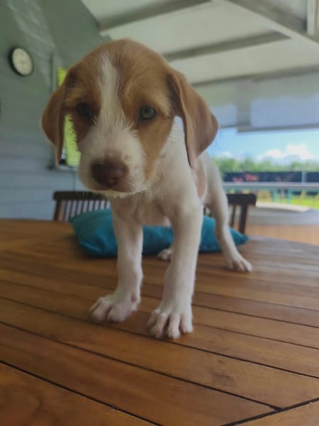 Owen, mâle croisé berger créole, né le 28/11/2025 🤍