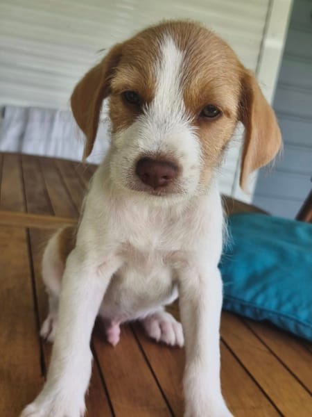 Owen, mâle croisé berger créole, né le 28/11/2025 🤍