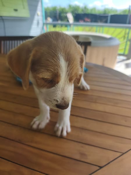 Owen, mâle croisé berger créole, né le 28/11/2025 🤍