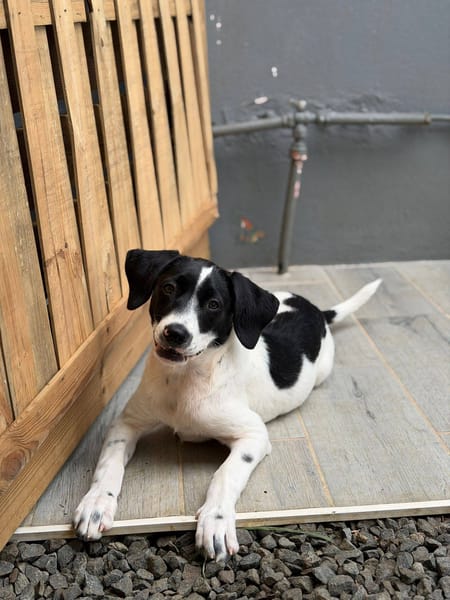 Omaïa, femelle, x border collie, née le 20/10/2025