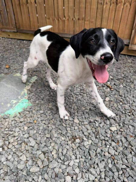 Omaïa, femelle, x border collie, née le 20/10/2025