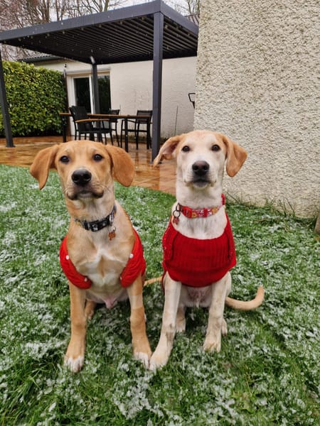 Grenache, mâle X berger, né le 14/07/2025 🐶