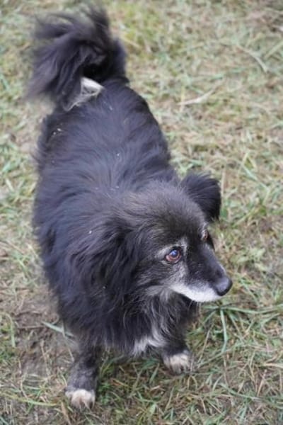 Linda - alte Dame mit viel Herz