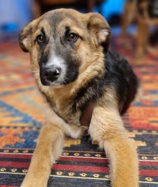 HANI * vorsichtige Hündin