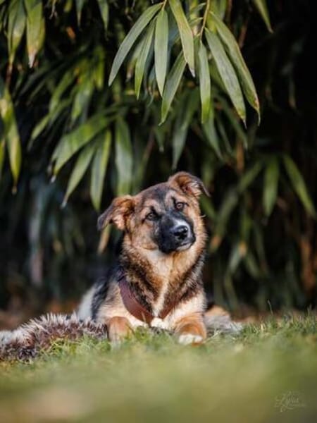 HANI * vorsichtige Hündin