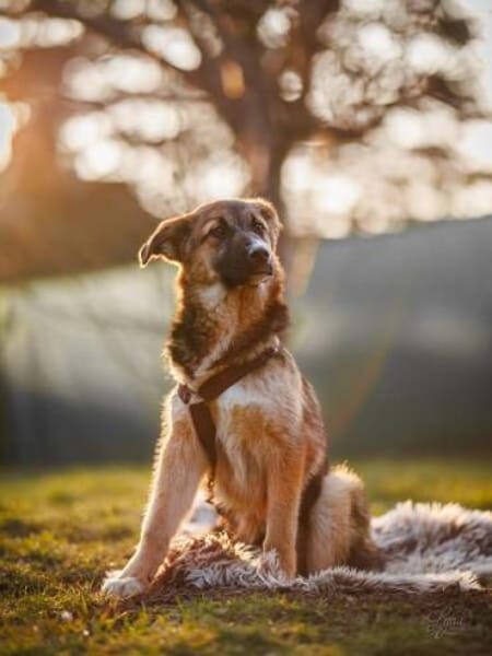 HANI * vorsichtige Hündin