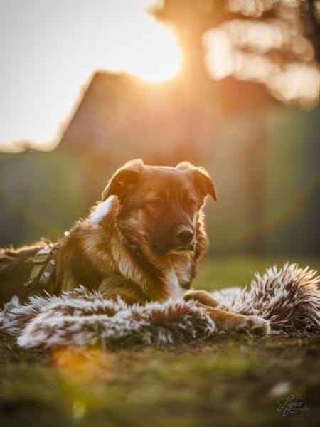 NANI * lernfreudig und verschmust