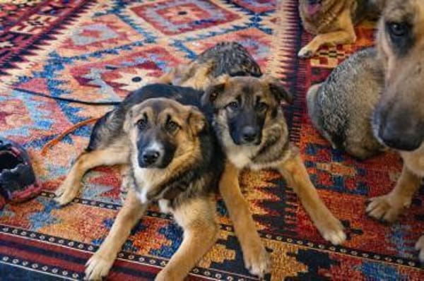 NANI * lernfreudig und verschmust