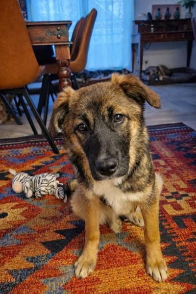 NANI * lernfreudig und verschmust