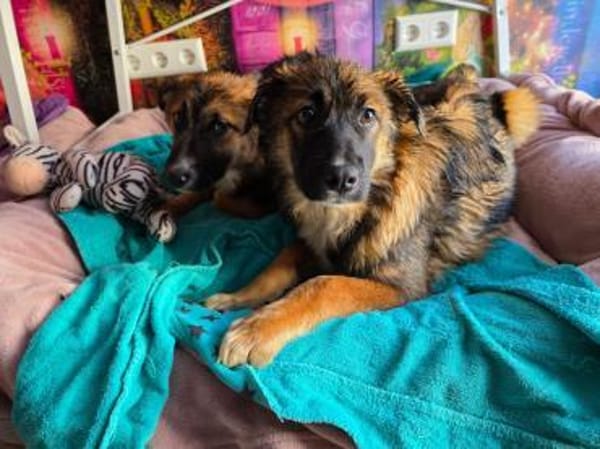 NANI * lernfreudig und verschmust