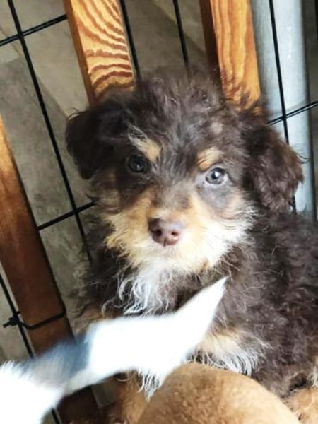 Pepe sein Traum ist eine eigene Familie