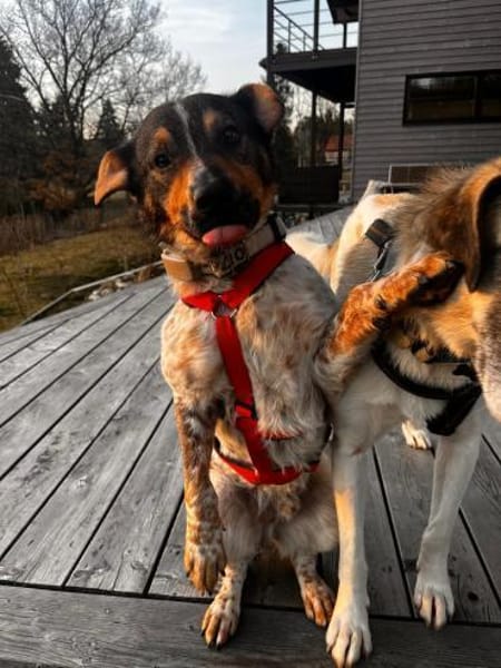 Rüde Pico sucht ein Zuhause