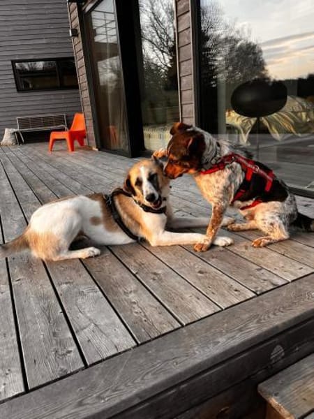 Rüde Pico sucht ein Zuhause