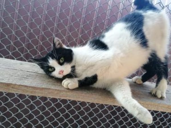 Unser Kuschelkater und Charmeur Felix